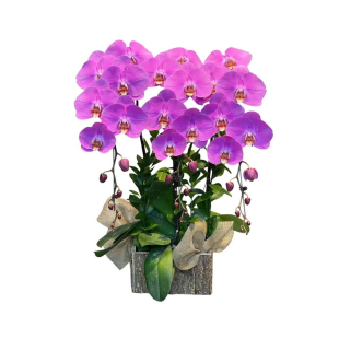 Hoa lan hồ điệp tím - Biểu tượng của sự sang trọng và thịnh vượng