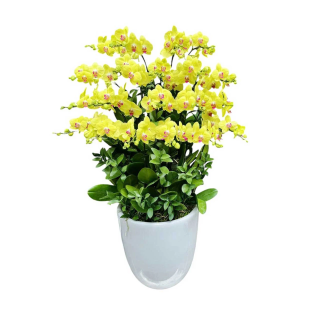 Hoa lan hồ điệp vàng - Biểu tượng của sự thịnh vượng và hạnh phúc