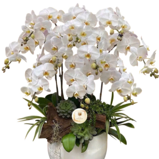 Hoa lan hồ điệp trắng - sự thanh cao và trí tuệ