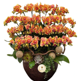 Hoa lan hồ điệp cam - biểu tượng của sự may mắn