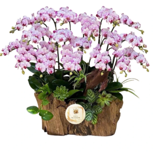 Hoa lan hồ điệp tím - mang vẻ đẹp kiêu sa