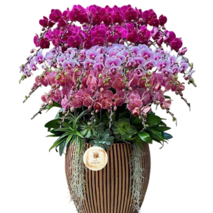 Hoa lan hồ điệp nhiều màu sắc