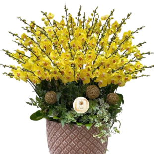 Hoa lan hồ điệp vàng - Biểu tượng của sự thịnh vượng