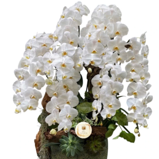 Hoa lan hồ điệp trắng - biểu tượng của sự thuần khiết