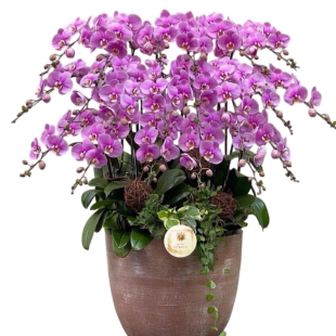 Hoa lan hồ điệp tím - biểu tượng của sự sang trọng