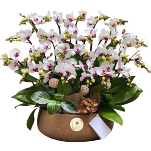 Hoa lan hồ điệp - Mẫu 49