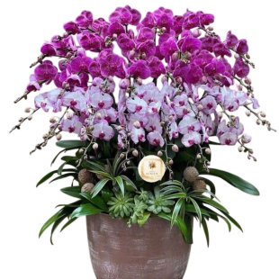 Hoa lan hồ điệp - Mẫu 51