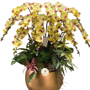 Hoa lan hồ điệp vàng - sự thịnh vượng, giàu có