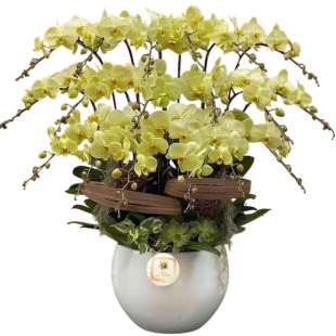 Hoa lan hồ điệp vàng chanh - khởi đầu mới suôn sẻ