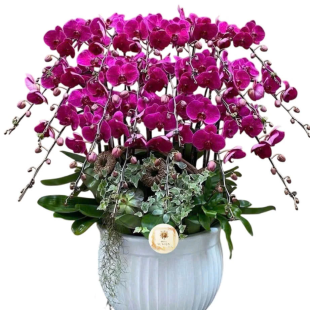 Hoa lan hồ điệp đỏ thẫm - lòng nhiệt huyết và sự quyết tâm