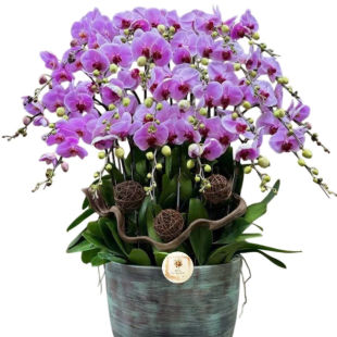 Hoa lan hồ điệp tím vàng - sự thịnh vượng và hạnh phúc viên mãn