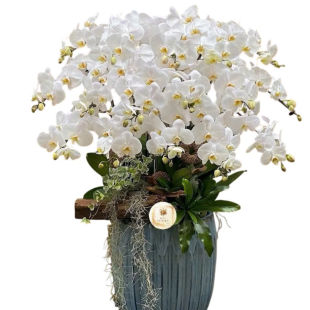 Hoa lan hồ điệp trắng vàng - mang ý nghĩa tài lộc