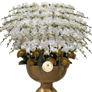 Hoa lan hồ điệp trắng lưỡi vàng - sự sang trọng, giàu sang