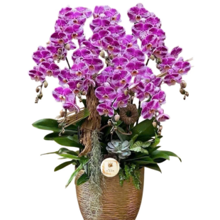 Hoa lan hồ điệp tím vương giả - lãng mạn và tình yêu sắt son