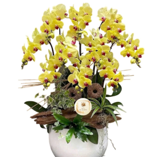 Hoa lan hồ điệp vàng nhuỵ tím - vẻ đẹp vừa rực rỡ vừa huyền bí