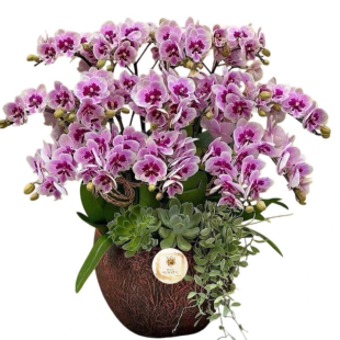 Hoa lan hồ điệp tím hồng - tượng trưng cho sự thủy chung