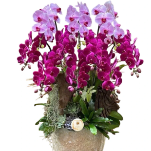 Hoa lan hồ điệp tím đỏ - hạnh phúc viên mãn và lòng chung thủy