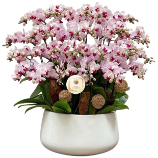 Hoa lan hồ điệp phấn hồng - Sự dịu dàng và nữ tính