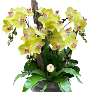 Hoa lan hồ điệp - Mẫu 34