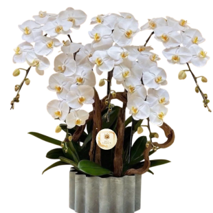 Hoa lan hồ điệp - Mẫu 06