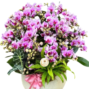 Hoa lan hồ điệp - Mẫu 10