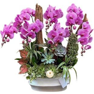 Hoa lan hồ điệp - Mẫu 33