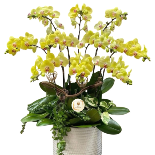 Hoa lan hồ điệp - Mẫu 28