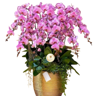 Hoa lan hồ điệp - Mẫu 27