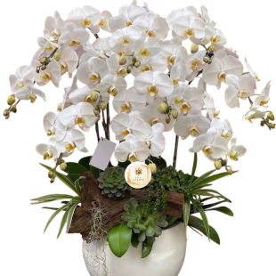 Hoa lan hồ điệp - Mẫu 04