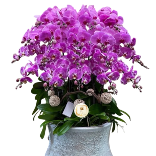 Hoa lan hồ điệp - Mẫu 36