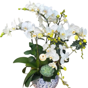 Hoa lan hồ điệp - Mẫu 12