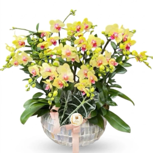 Hoa lan hồ điệp - Mẫu 02
