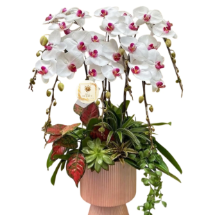 Hoa lan hồ điệp - Mẫu 25