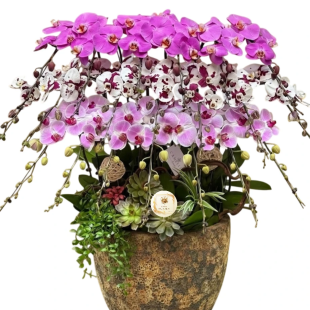 Hoa lan hồ điệp - Mẫu 32