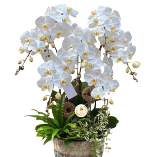 Hoa lan hồ điệp - Mẫu 20