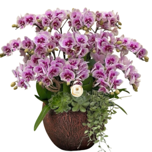 Hoa lan hồ điệp - Mẫu 18