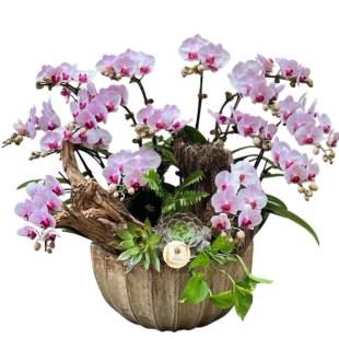 Hoa lan hồ điệp - Mẫu 24