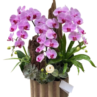 Hoa lan hồ điệp - Mẫu 17