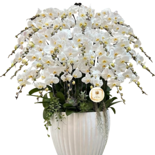 Hoa lan hồ điệp - Mẫu 29