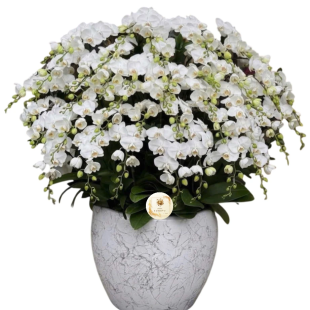 Hoa lan hồ điệp - Mẫu 16
