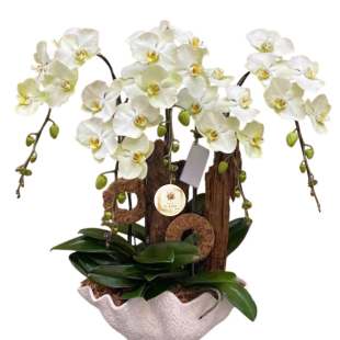 Hoa lan hồ điệp - Mẫu 03