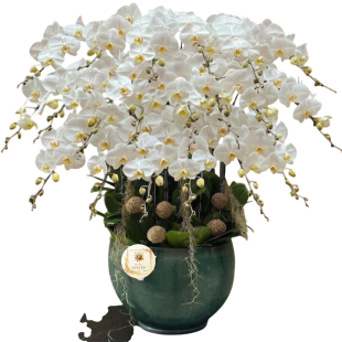 Hoa lan hồ điệp - Mẫu 23